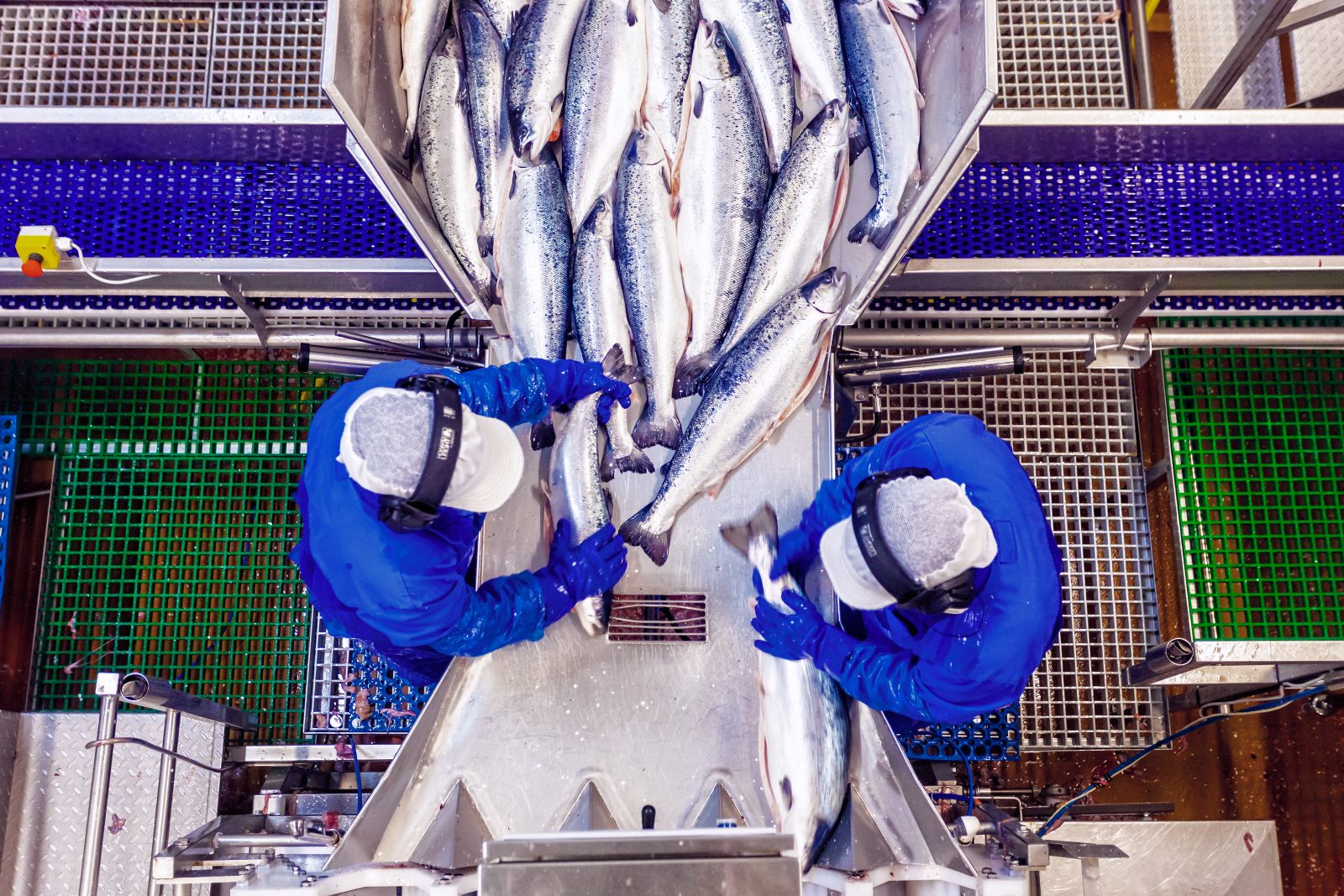 Sjomat_3_2015_Leroy_Aurora_Troms_Aurora_Salmon_laks_FOTO_Marius_Fiskum-copy